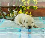 Puppy 3 English Cream Golden Retriever-Poodle (Standard) Mix