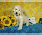 Small Photo #17 Goldendoodle Puppy For Sale in PEYTON, CO, USA