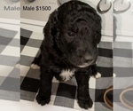 Puppy 4 Bernedoodle