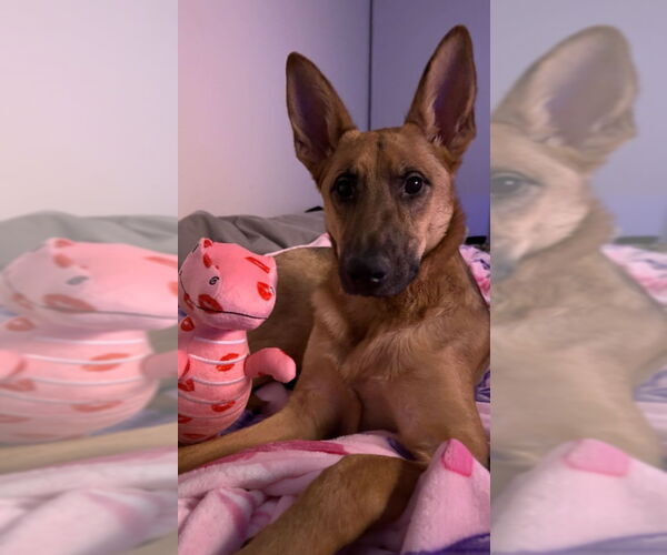 Medium Photo #5 German Shepherd Dog Puppy For Sale in San Diego, CA, USA