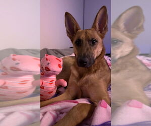 Nova - Female German Shepherd Dog Dog for Adoption - Photo #5