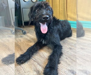 Meatball Mar 26 - Male Labradoodle Dog for Adoption - Photo #8