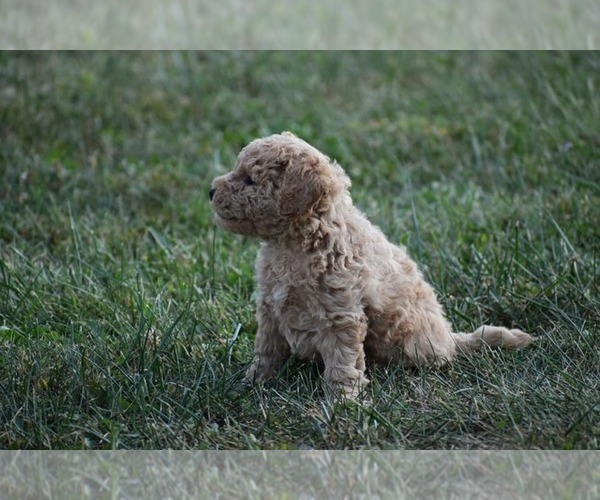 Medium Photo #2 Goldendoodle-Poodle (Miniature) Mix Puppy For Sale in UNION BRIDGE, MD, USA