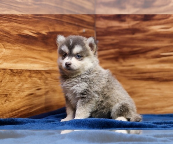 Medium Photo #2 Pomsky Puppy For Sale in DEER GROVE, IL, USA