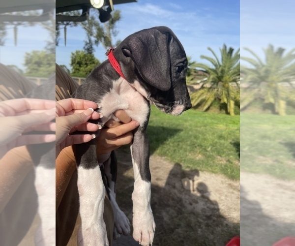 Medium Photo #8 Great Dane Puppy For Sale in PENSACOLA, FL, USA