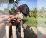 Small Photo #8 Great Dane Puppy For Sale in PENSACOLA, FL, USA