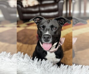 Ember - Female American Staffordshire Terrier-Unknown Mix Dog for Adoption - Photo #3