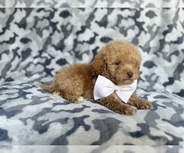 Medium Photo #3 Cockapoo (Miniature) Puppy For Sale in LAKELAND, FL, USA