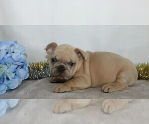 French Bulldog Puppy for sale in FREDERICKSBG, OH, USA