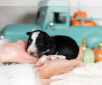 Small #2 Border Collie