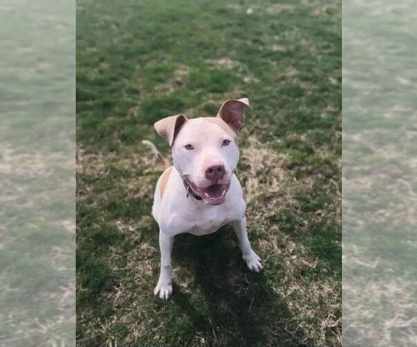 Medium Photo #9 American Pit Bull Terrier-Unknown Mix Puppy For Sale in Columbus, IN, USA