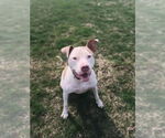 Small #8 American Pit Bull Terrier Mix