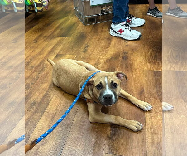 Medium Photo #10 Bulldog-Unknown Mix Puppy For Sale in Germantown, OH, USA