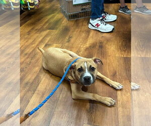 Moon Pie - Female Bulldog-Unknown Mix Dog for Adoption - Photo #10