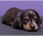 Small Photo #1 Dachshund Puppy For Sale in CROWLEY, TX, USA
