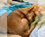 Small #3 Chihuahua Mix