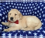 Small Photo #3 Goldendoodle Puppy For Sale in KIRKWOOD, PA, USA