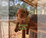 Puppy Green Collar Labrador Retriever