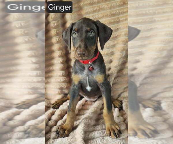 Medium Photo #1 Doberman Pinscher Puppy For Sale in POMEROY, OH, USA