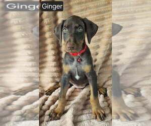 Doberman Pinscher Puppy for sale in POMEROY, OH, USA