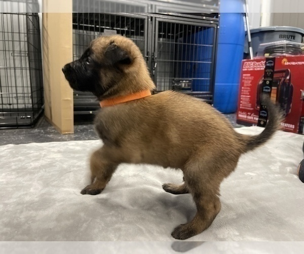 Medium Photo #117 Belgian Malinois Puppy For Sale in REESEVILLE, WI, USA
