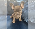 Small Photo #27 French Bulldog Puppy For Sale in POINT REYES STATION, CA, USA