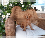 Puppy Willow Goldendoodle