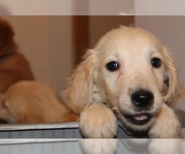 Medium Photo #1 Golden Retriever Puppy For Sale in SPENCER, TN, USA