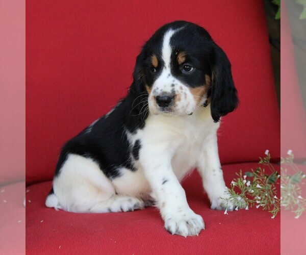 Medium Photo #4 English Springer Spaniel Puppy For Sale in GORDONVILLE, PA, USA