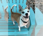 HUGO BLADE - Male Chihuahua Dog for Adoption - Small photo
