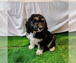 Puppy Red Goldendoodle