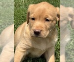 Image preview for Ad Listing. Nickname: Litter of 3