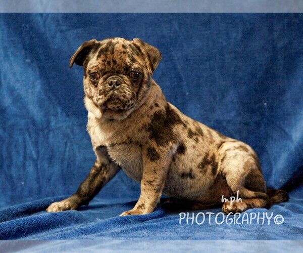 Medium Photo #2 Jug-Pug Mix Puppy For Sale in LIBERTY, KY, USA