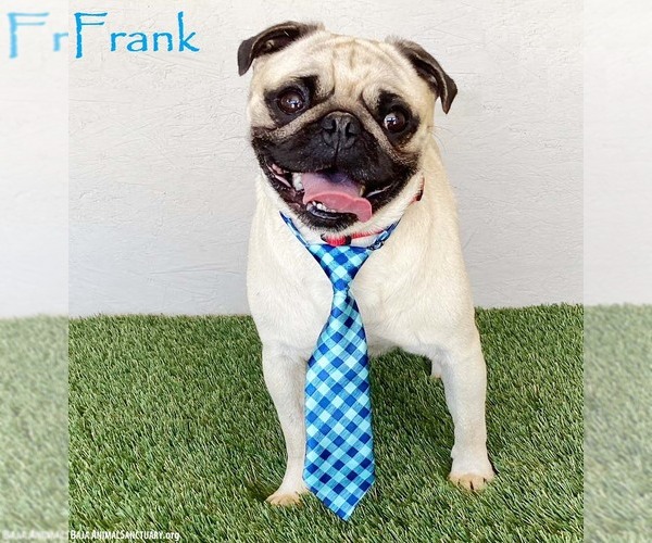 Medium Photo #1 Pug-Unknown Mix Puppy For Sale in San Diego, CA, USA