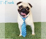 Small Pug Mix