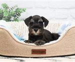 Small #9 Schnauzer (Miniature)
