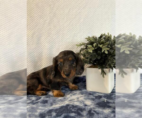 Medium Photo #3 Dachshund Puppy For Sale in LOOGOOTEE, IN, USA