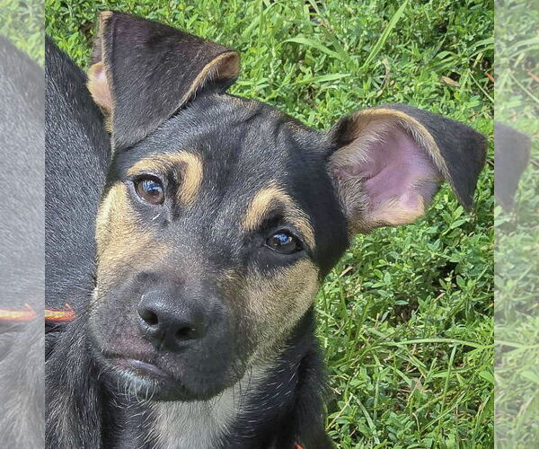 Medium Photo #3 Mutt Puppy For Sale in Huntley, IL, USA