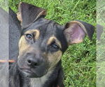 Small #2 Mutt