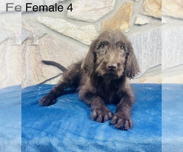 Medium Photo #8 Labradoodle Puppy For Sale in OCALA, FL, USA