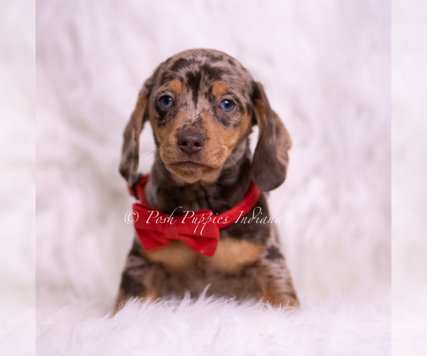 Medium Photo #38 Dachshund Puppy For Sale in WARSAW, IN, USA