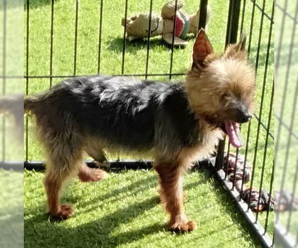 Medium Photo #1 Mutt Puppy For Sale in Spring, TX, USA