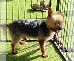 Small Mutt
