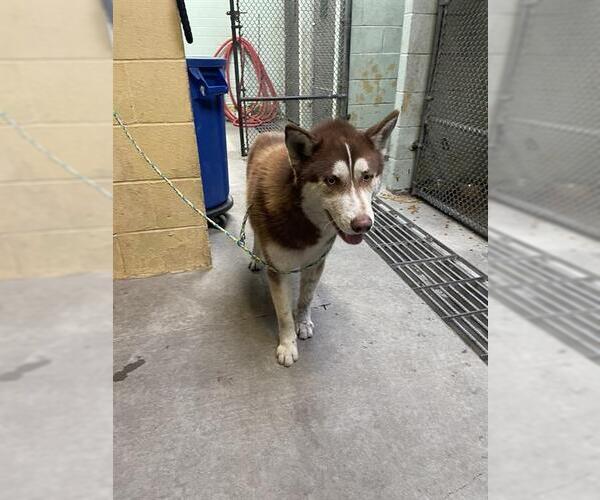 Medium Photo #1 Siberian Husky Puppy For Sale in Stockton, CA, USA