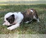 Small Photo #6 English Bulldog Puppy For Sale in HEFLIN, LA, USA