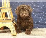 Small Photo #2 Havanese-Poodle (Toy) Mix Puppy For Sale in SHAWNEE, OK, USA