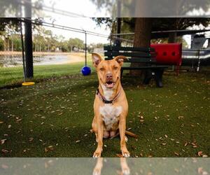 American Pit Bull Terrier-Labrador Retriever Mix Dogs for adoption in Orlando, FL, USA