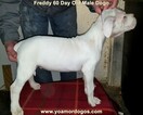 Small Photo #134 Dogo Argentino Puppy For Sale in PINEVILLE, MO, USA