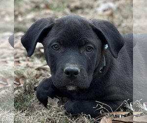 Labrador Retriever-Unknown Mix Dogs for adoption in Yardley, PA, USA