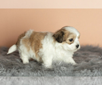 Small Photo #5 Zuchon Puppy For Sale in WOLCOTTVILLE, IN, USA